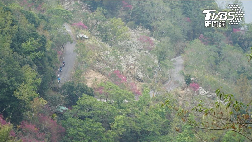 櫻花開8成。(圖/林炫均攝)