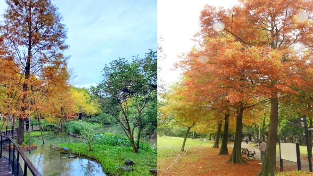 都市小祕境!衝「大安森林公園」賞漸層落羽松 美到像畫作
