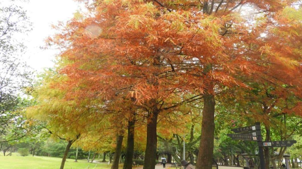 落羽松11月起葉片慢慢變色，到1月轉黃再轉紅。（圖／台北市政府工務局公園路燈工程管理處提供）