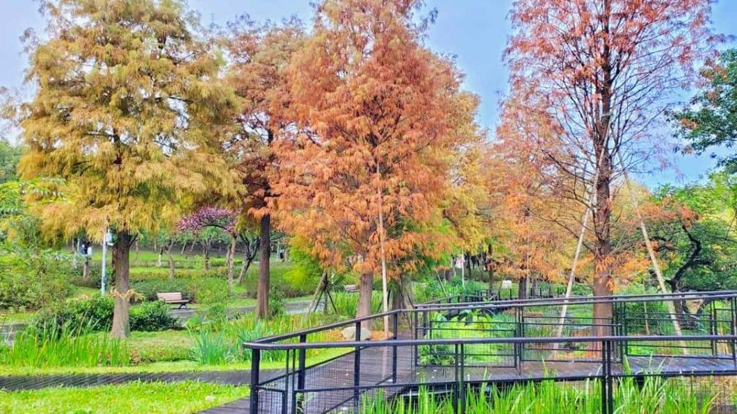 橘紅色的落羽松，搭配景觀水池美的像幅畫。（圖／台北市政府工務局公園路燈工程管理處提供）
