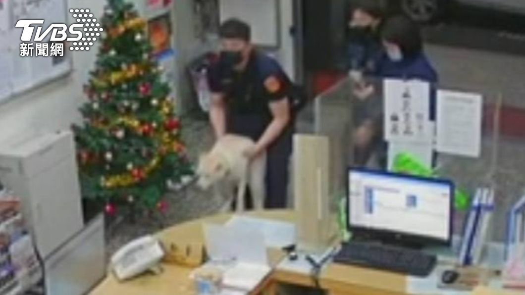 本汪沒吃飽！柴柴初二離家出走　飼主找到牠笑喊：加菜啦
