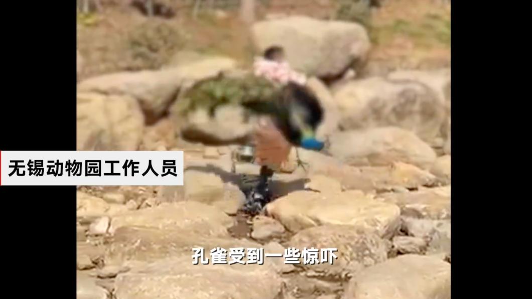孔雀雖極力想要掙脫，但被男童兩手牢牢抓住，無法逃開。（圖／翻攝自微博）