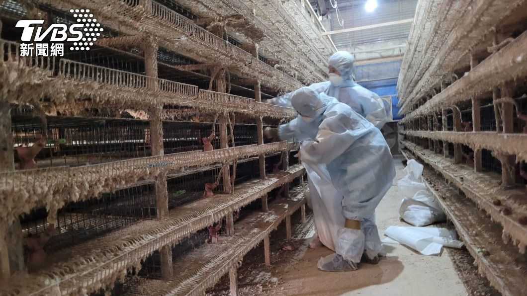春節防疫不鬆懈!彰化鹿港鵪鶉場染禽流感 撲殺10萬隻