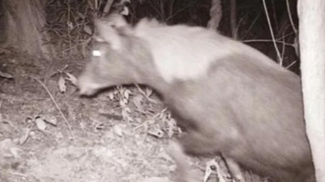 攝影機拍到珍稀動物「天馬神獸」。(圖/翻攝自微博)
