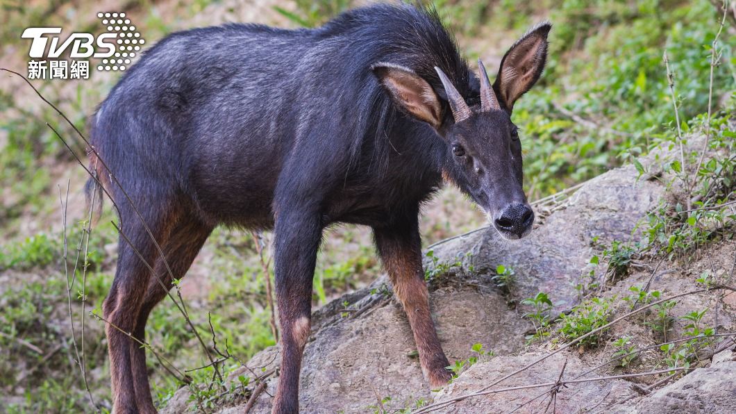 其實神獸叫「中華鬣羚」,又名山驢子、天馬。(示意圖,與此新聞無關/shutterstock達志影像)