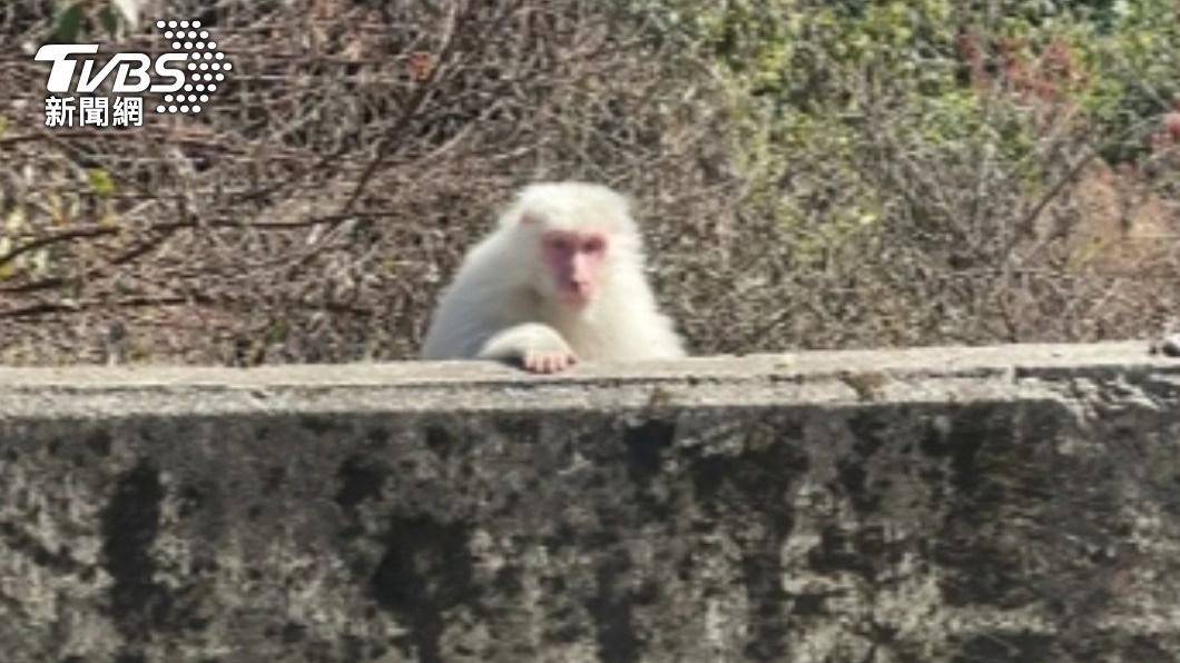 新春好彩頭！梨山民眾驚見「白色獼猴」　遇到機率像中樂透