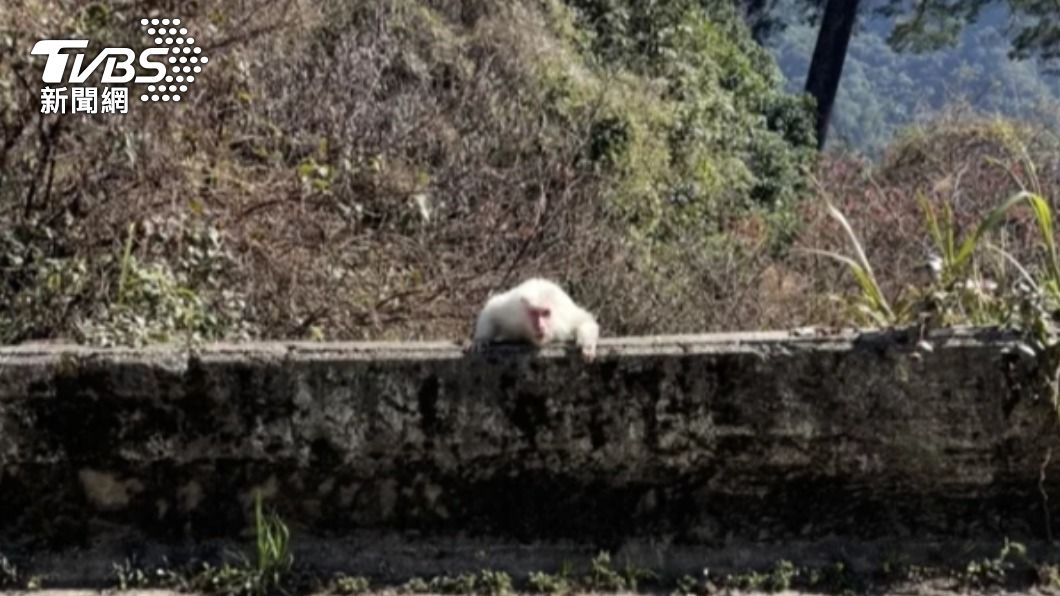 遇見白色獼猴的機率和中樂透差不多。(圖/參山國家風景區管理處提供)