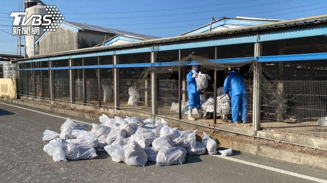 雲林褒忠鄉蛋雞場確診禽流感　撲殺3415隻