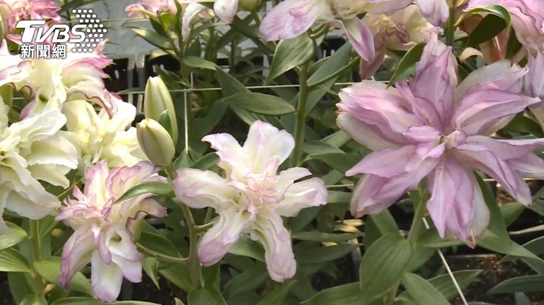 立春可在家中擺放百合花。(圖/TVBS資料畫面)