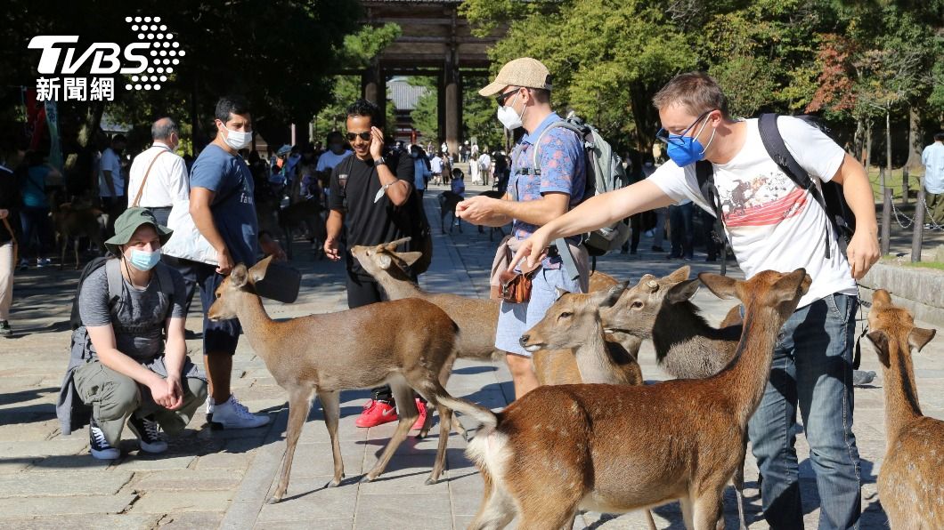 奈良公園的許多鹿會主動上前向遊客討食,更有些鹿會咬人。(圖/達志影像美聯社)