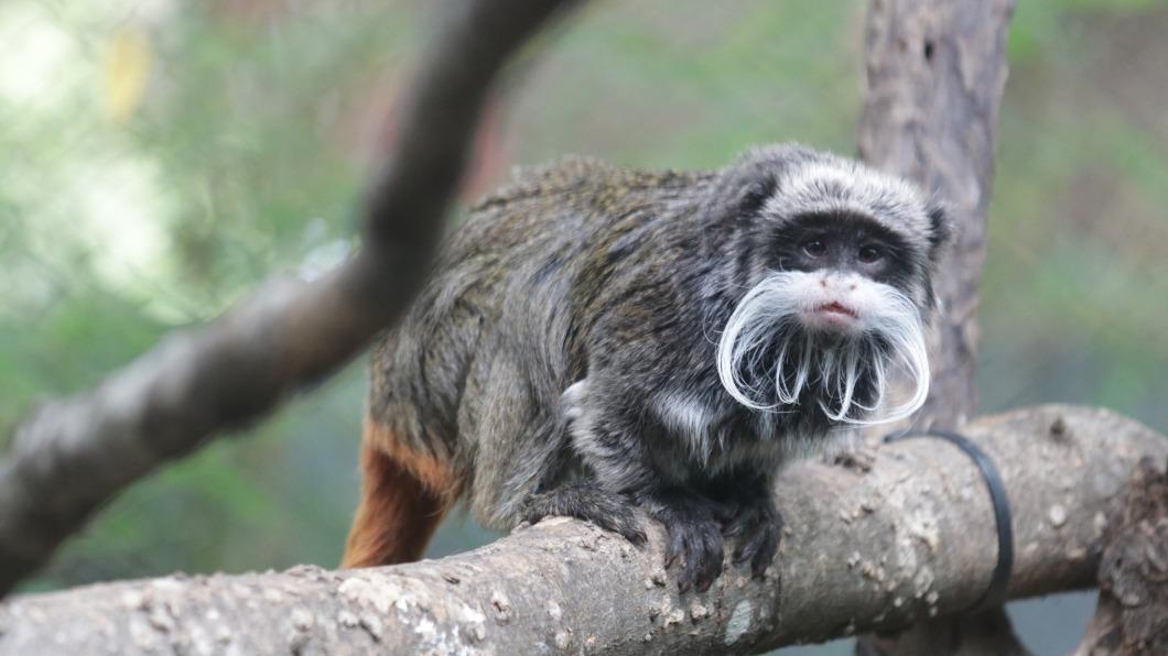 美達拉斯動物園謎案 雲豹逃脫、禿鷲暴斃後又有猴子遭竊