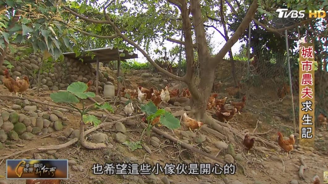 放山雞(圖／TVBS）