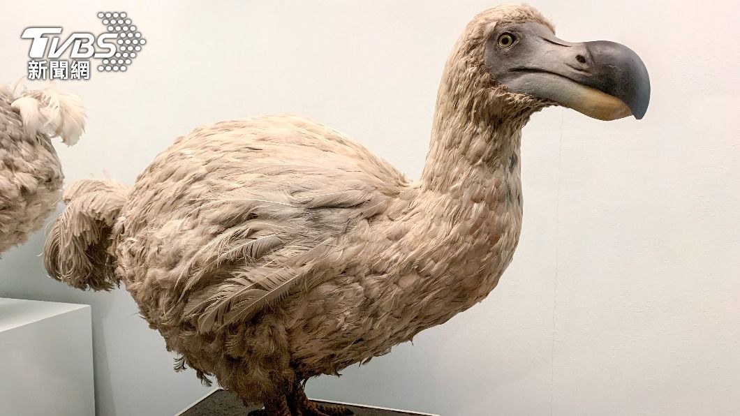 17世紀絕種「渡渡鳥」有望復活　標本取到古代DNA定序