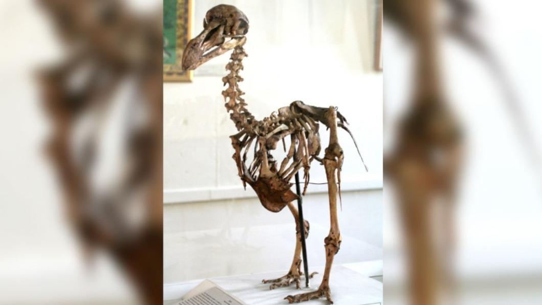 科學家採取古代DNA定序(ancient DNA sequencing)、基因編輯(gene editing)等先進技術,盼讓渡渡鳥起死回生。(圖/翻攝自《CNN》)