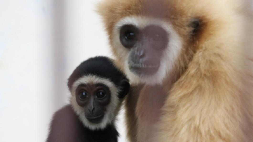 母猿「獨居5年」突產子 動物園嚇傻花2年終於解開謎團