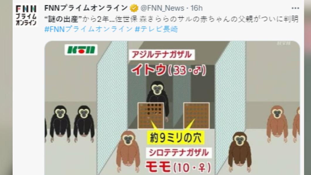 園方判斷2隻長臂猿是透過洞洞板接觸。(圖/翻攝自推特)