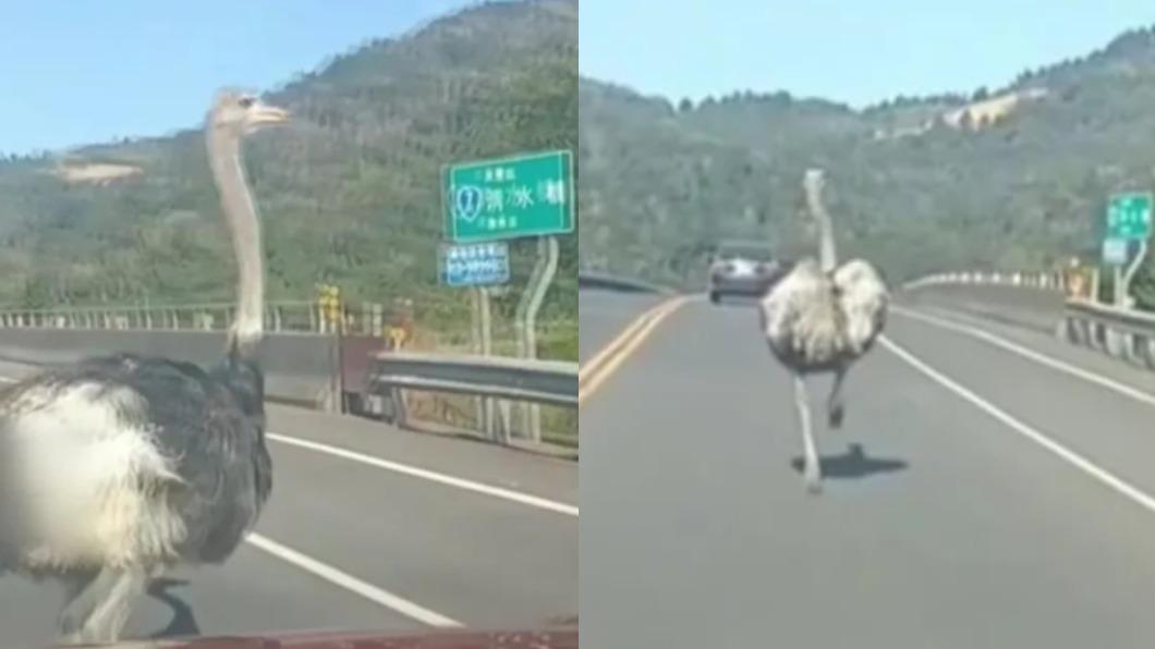 不捨客人回家！宜蘭農場鴕鳥衝上清水橋　暴走狂奔追車