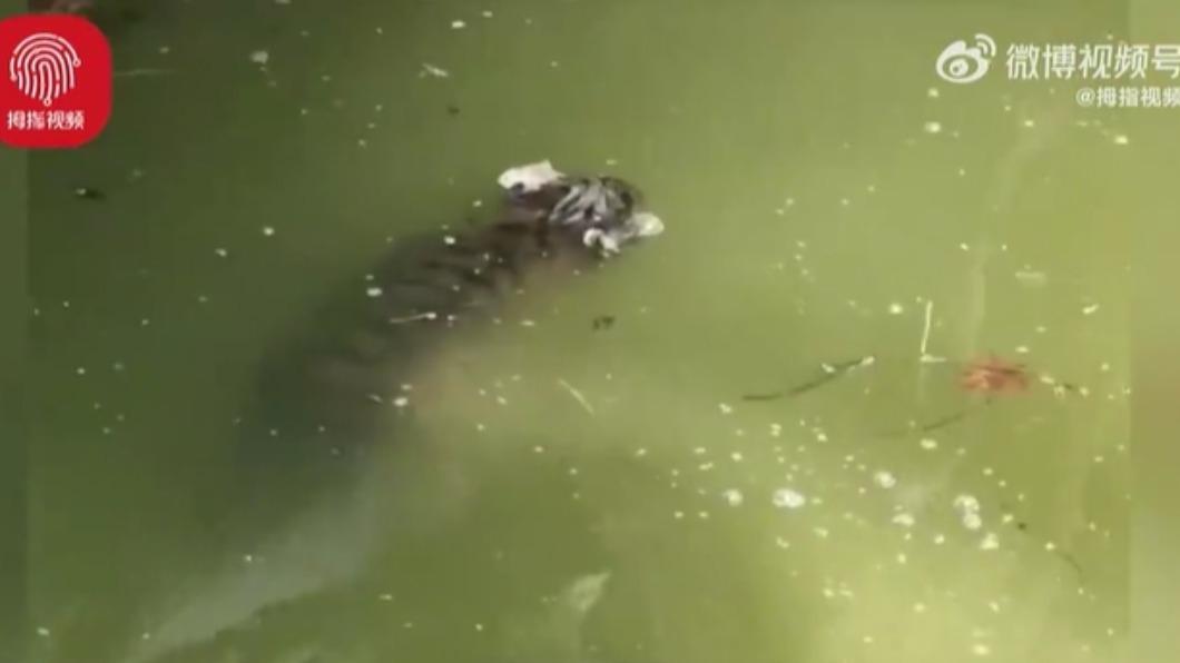 上海動物園驚見小老虎浮屍　園方證實：遊客太多受驚跳水