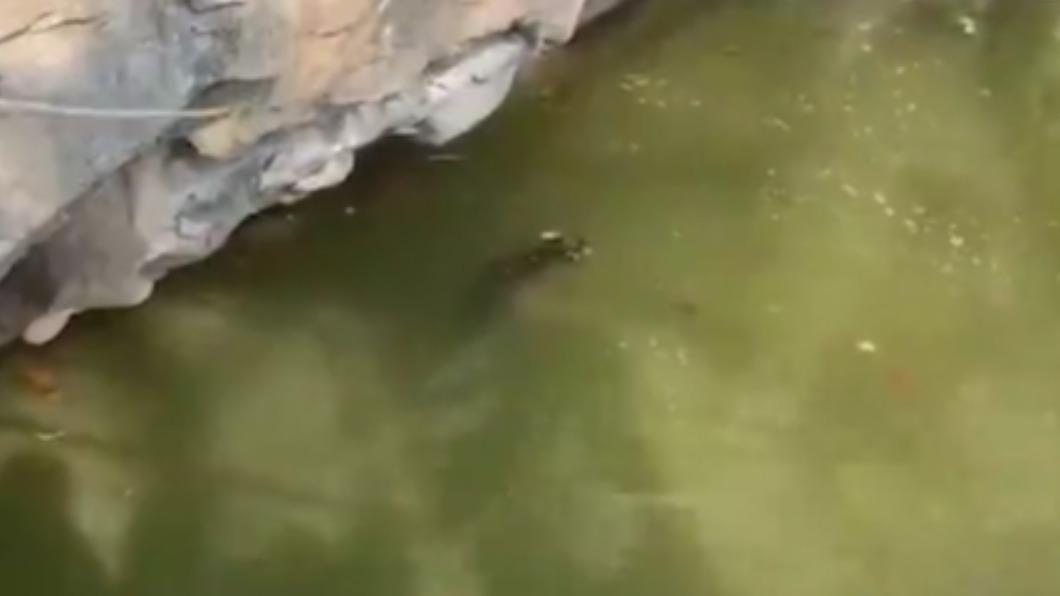 上海動物園的員工發現後立即將其打撈。(圖/翻攝自拇指視頻微博)