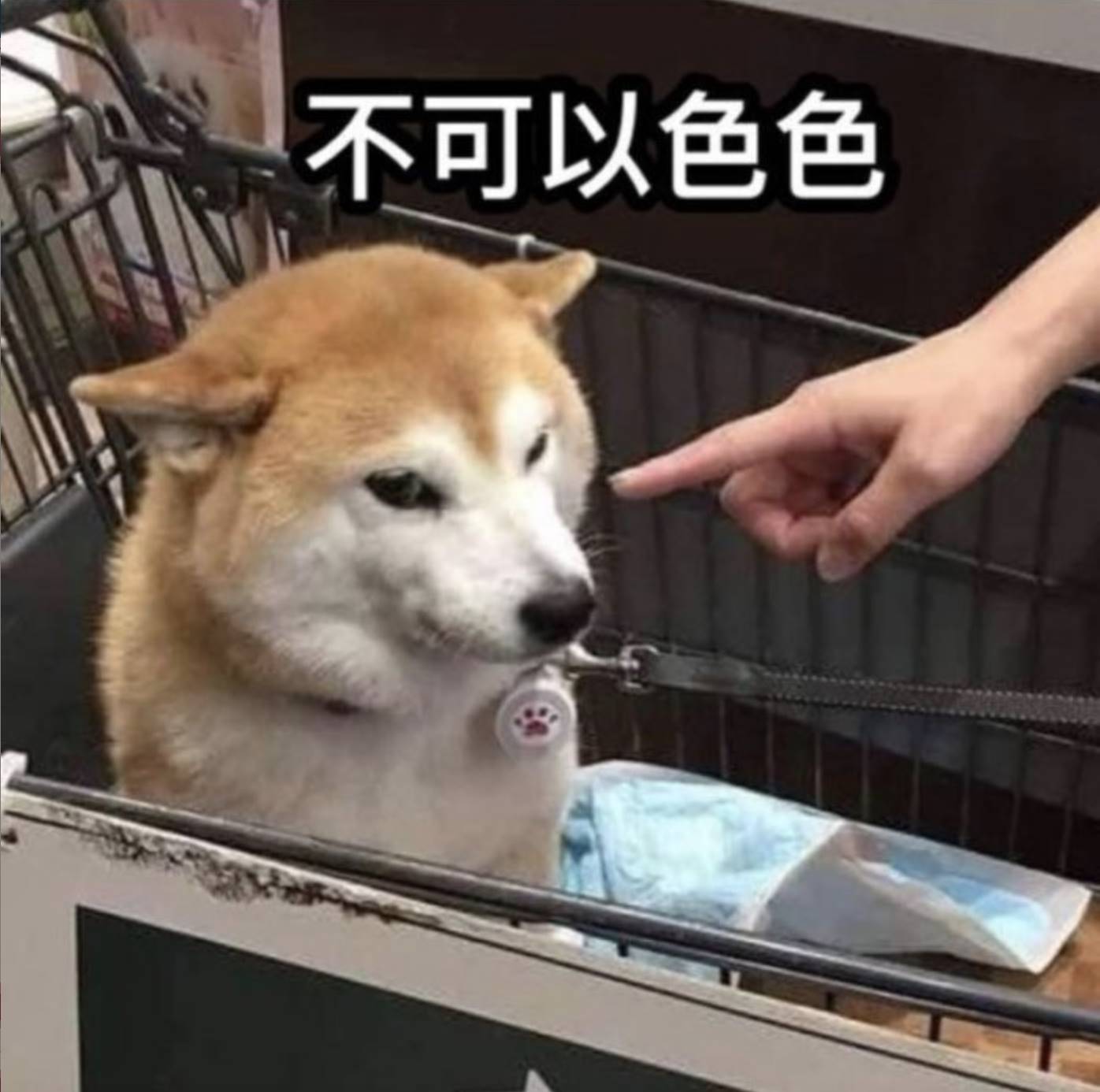 「不可以色色」的柴犬哏圖。 （圖／翻攝自Dcard）