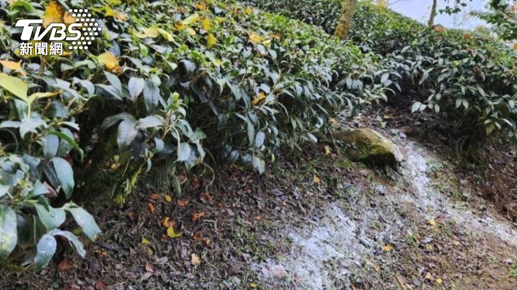 南投大崙山茶樹、步道飄散粉狀物地方曝真相