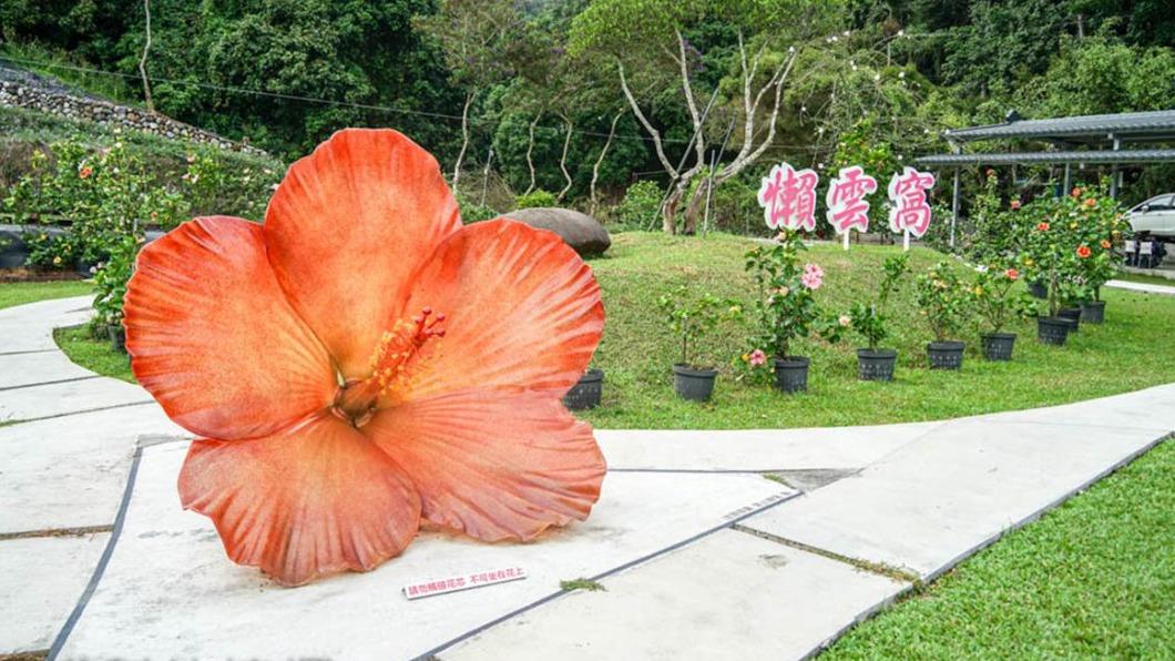 「懶雲窩」種滿了各式各樣的朱槿花,相當吸引目光。(圖/螞蟻幫的櫥櫃提供)