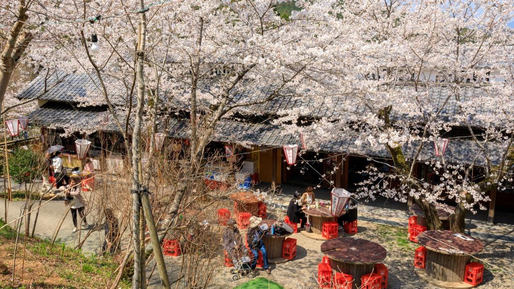日本高知縣好客聞名 獨有宴客文化祭典3月登場