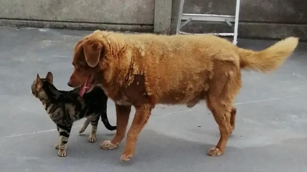 波比與許多動物一起長大,因此非常善於交際。(圖/翻攝自 金氏世界紀錄)