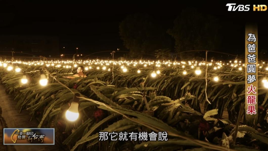 夜晚的火龍果園