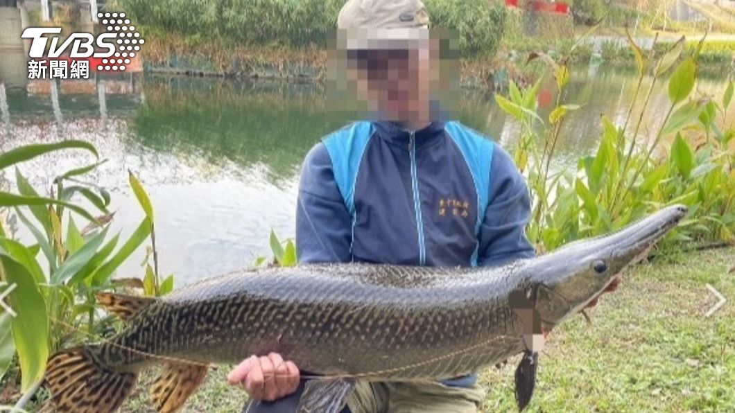 獨家/台中秋紅谷抓到怪魚! 身長1米2、利齒驚人