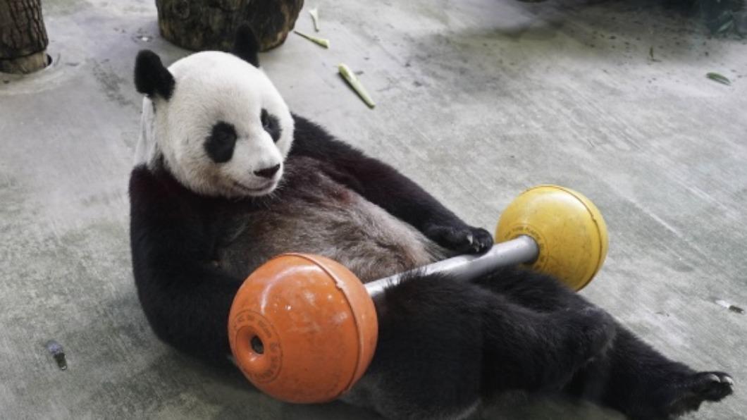 北市動物園3隻大貓熊不搞混　眼睛、耳朵見端倪
