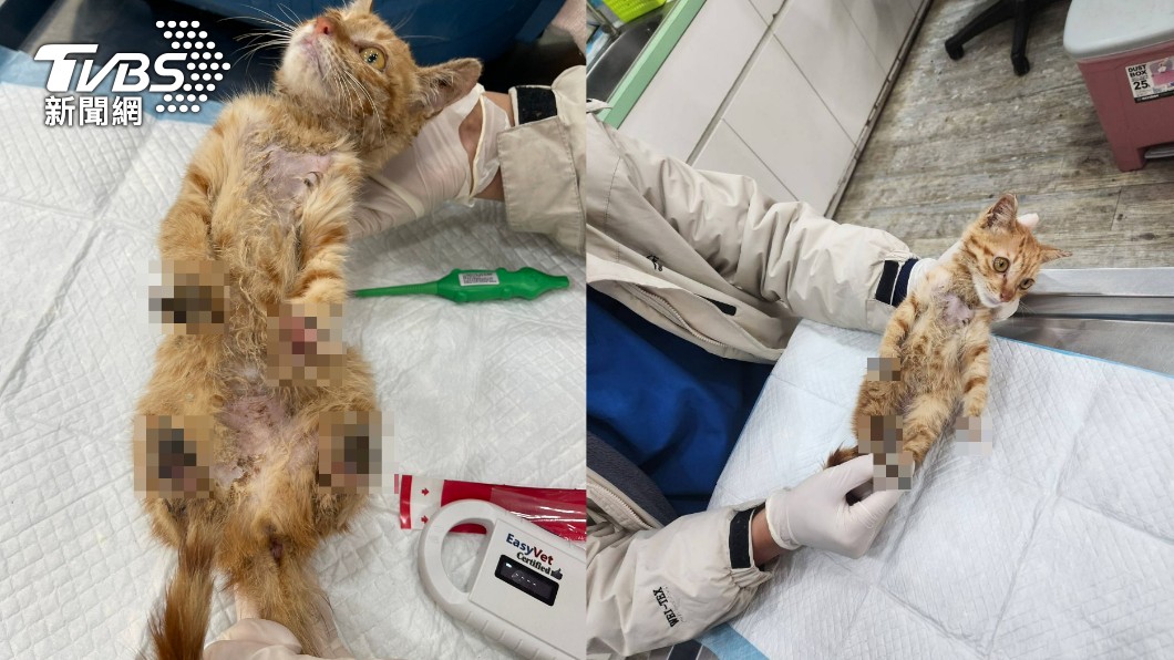 太惡質!小貓四肢纏套「腐爛無腳掌」 女飼主不救還亂丟