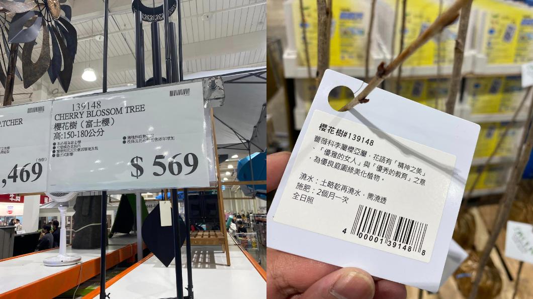好市多櫻花樹苗售價569元。(圖/翻攝自Costco好市多 商品經驗老實說)