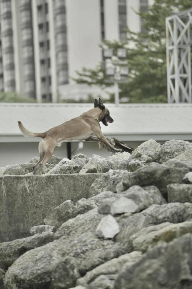 第一批遠赴土耳其救災的台北市優秀搜救犬「Sato」及「Hugo」。（圖／翻攝自「Tyfd-K9桃園搜救犬隊」臉書）