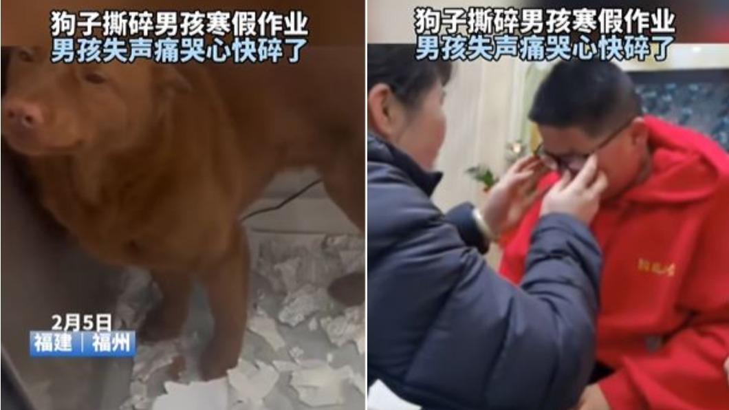 狗狗闖禍還一臉若無其事,男孩則是哭到心都要碎了。(圖/翻攝自《河南新聞廣播》)