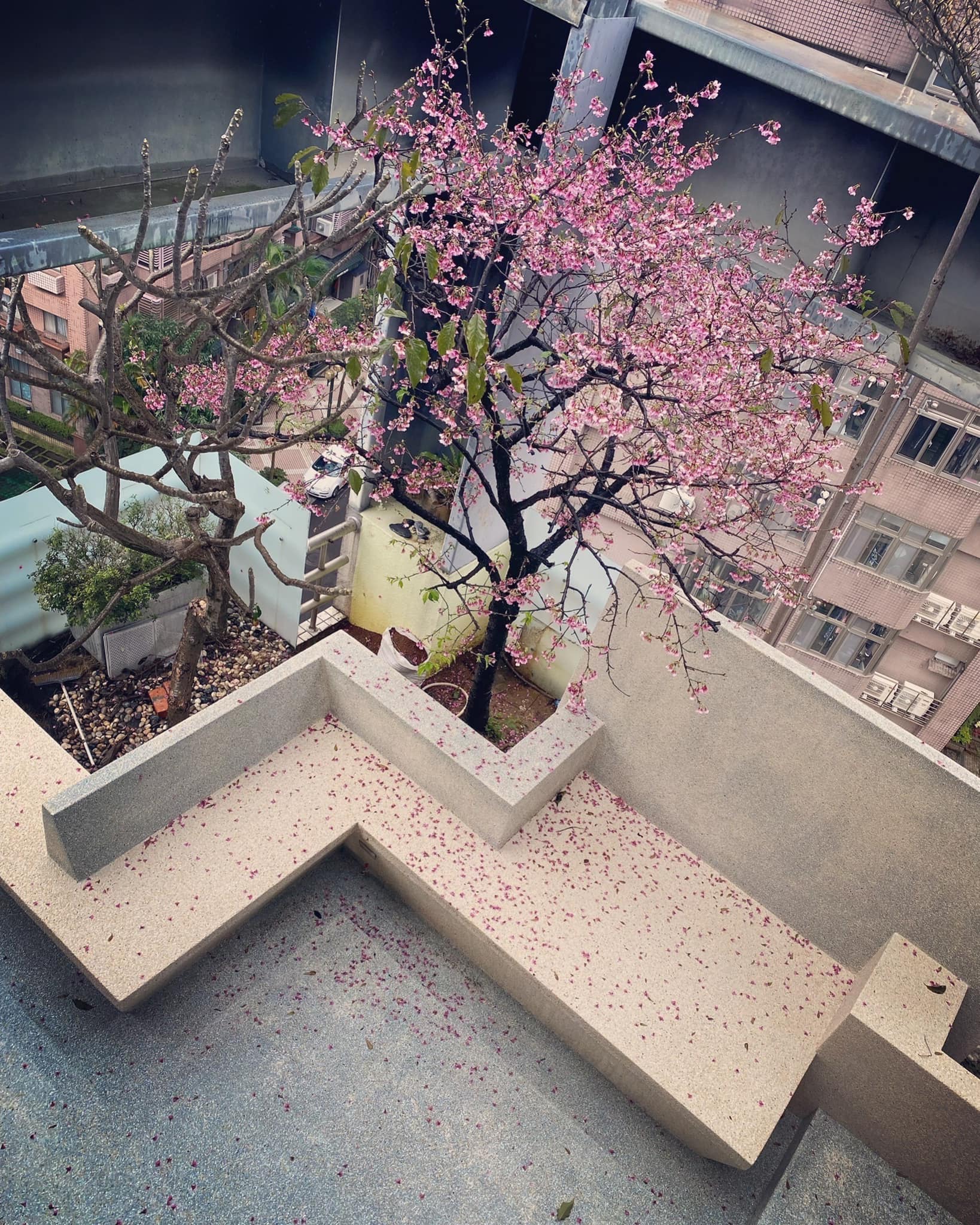 隋棠家中種植櫻花樹。(圖/翻攝自隋棠臉書)