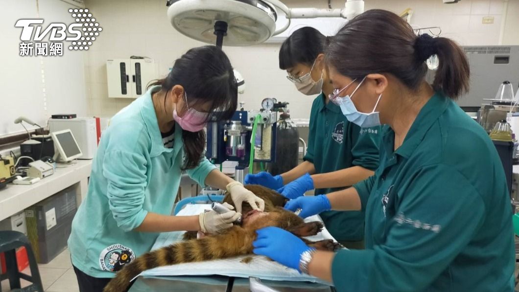 壽山動物園浣熊遭同伴啃咬 「臟器外露」殘忍畫面嚇遊客