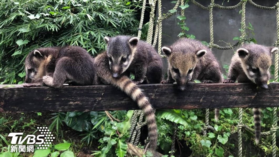 高雄壽山動物園內的長鼻浣熊家族。(圖/高市觀光局提供)