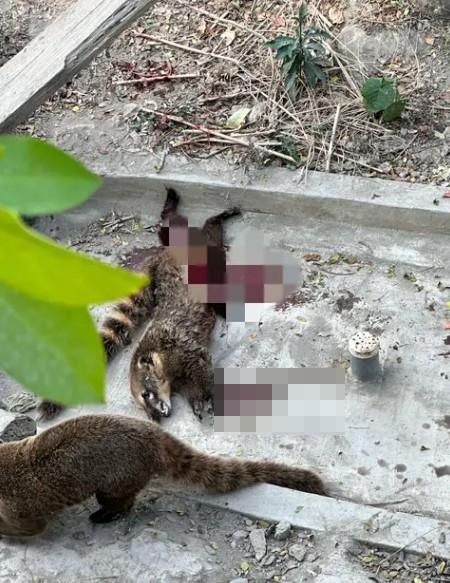 遊客昨日到壽山動物園目睹浣熊躺在地上鮮血直流。(圖/翻攝自Dcard)