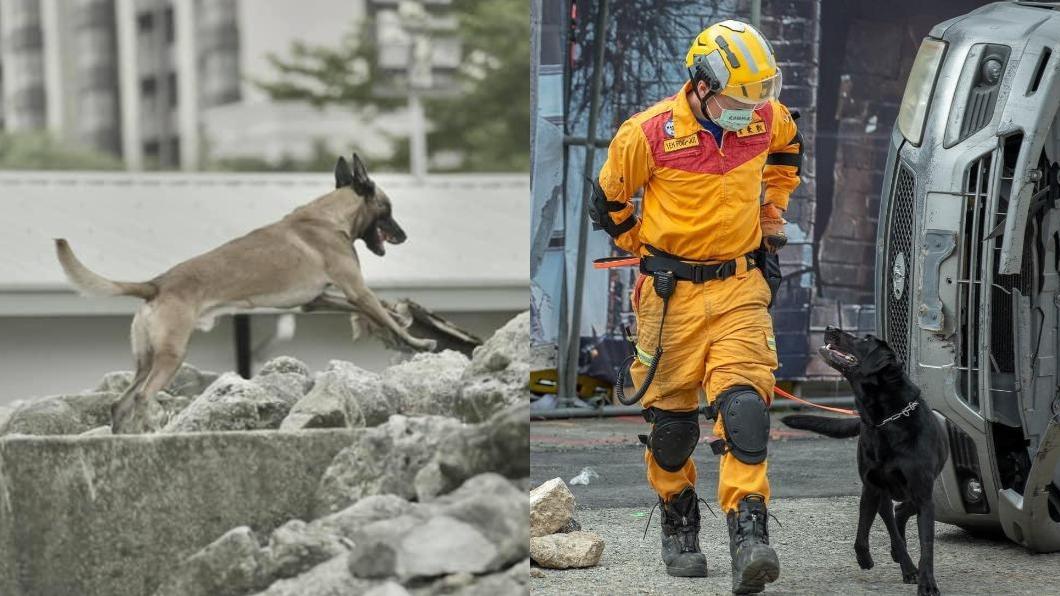 第一批赴土耳其救災的北市搜救犬「Sato」和「Hugo」。(圖/翻攝自「Tyfd-K9桃園搜救犬隊」臉書)