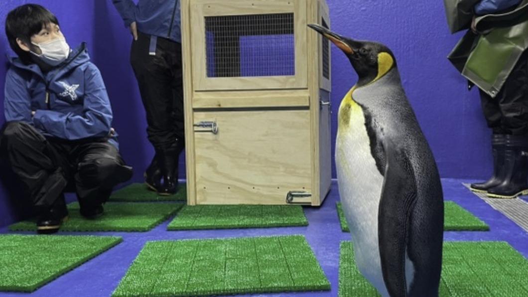 北市動物園國王企鵝族群老化 年輕個體赴外借殖