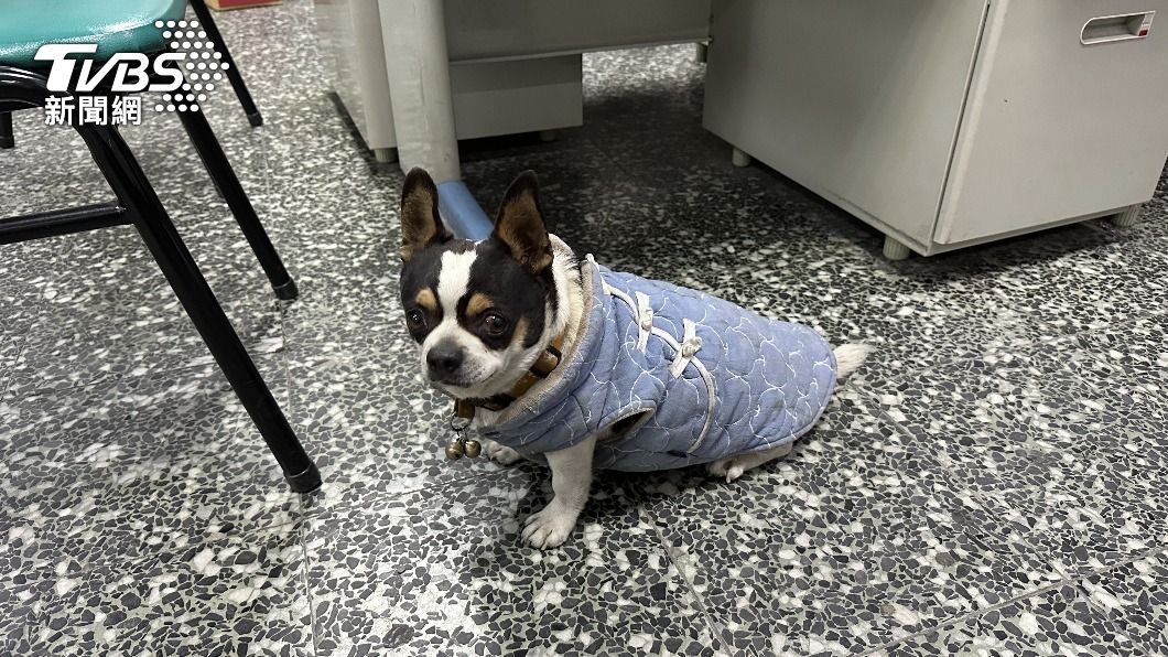吉娃娃蹦進派出所!警一眼認出牠 飼主隔半年與愛犬重逢