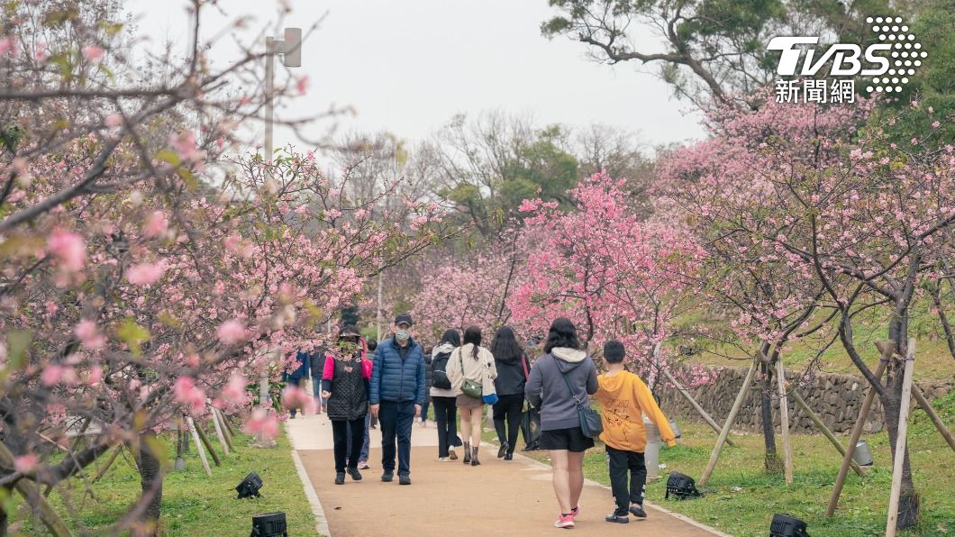 新竹公園櫻花盛開 遊客絡繹不絕(圖/新竹市政府提供)