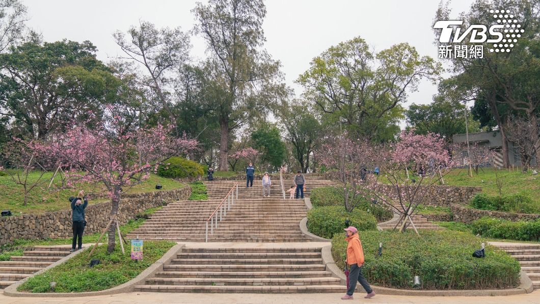 新竹公園櫻花開8成 未來兩周大爆發(圖/新竹市政府提供)