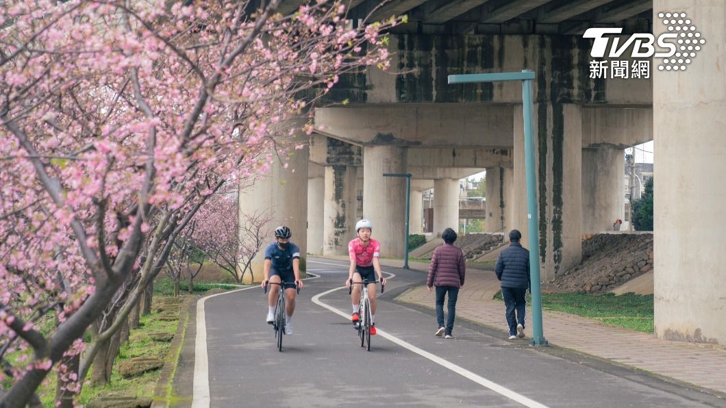 頭前溪左岸自行車道 櫻花盛開(圖/新竹市政府提供)