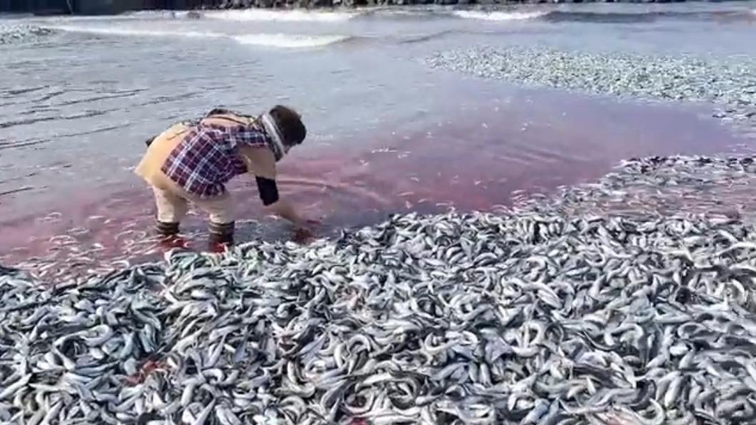 又有災難?日沙灘「海量沙丁魚」沖上岸 居民憂曝80年首見