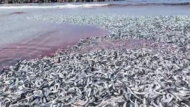 沙丁魚推滿200公尺海岸線。(圖/翻攝自推特)