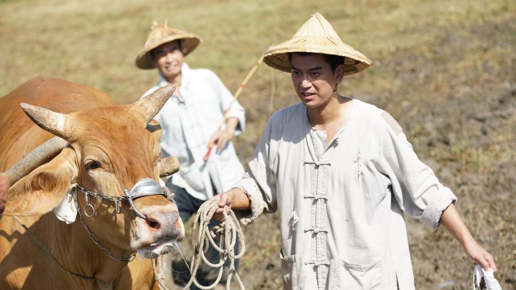 本土劇男星轉行當農夫 親自犁田竟遭「牛隻數度衝撞」