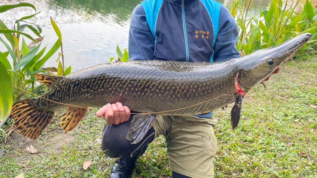 秋紅谷湖中驚現「活化石巨魚」 身長1.2米疑被放生