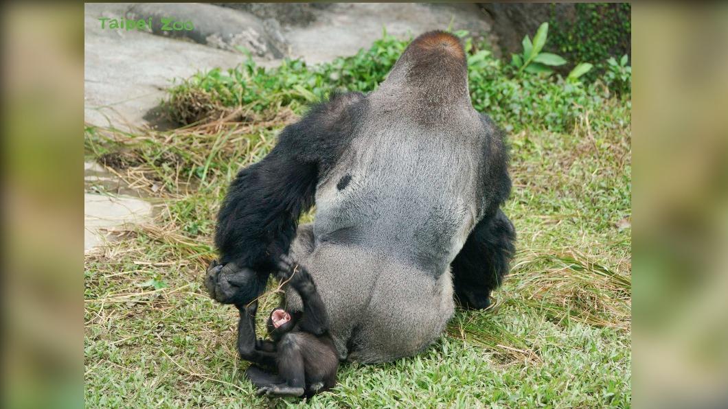 兄弟倆很喜歡把爸爸「D’jecoo」當玩具。(圖/台北市立動物園提供)